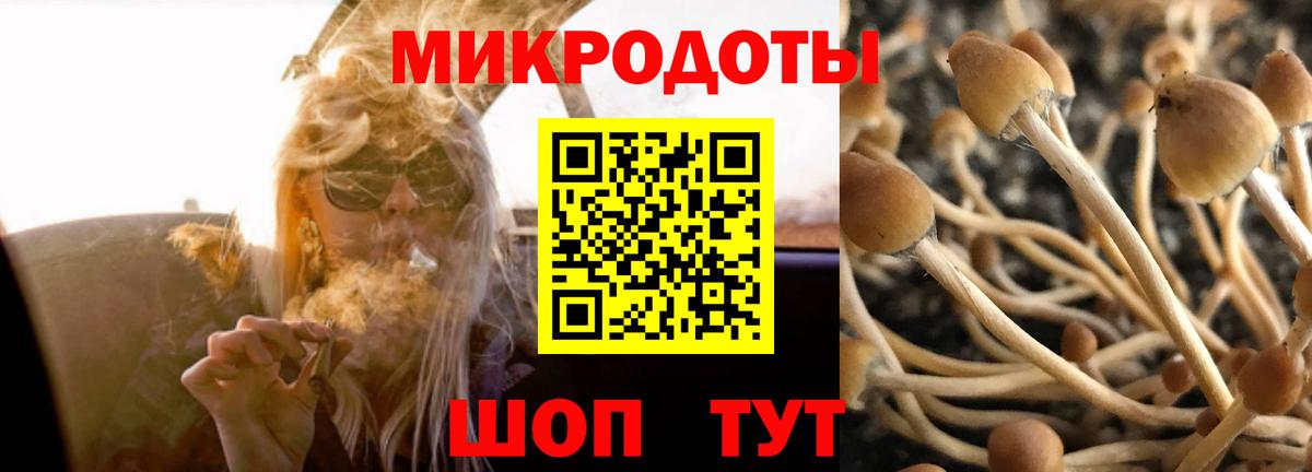Псилоцибиновые грибы Psilocybe Тулун